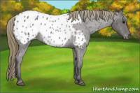 Horse Color:Smoky Blue Roan Appaloosa