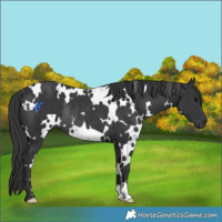 Horse Color:White Spotted Black Rabicano 