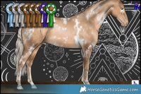 Horse Color:White Spotted Chocolate Palomino Pearl 