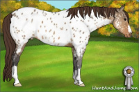 Horse Color:Buckskin Ice Dun Appaloosa 