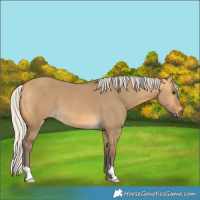 Horse Color:Silver Buckskin Dun 