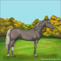 Horse Color:Silver Blue Roan Sabino 
