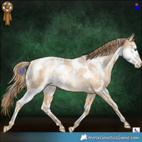 Horse Color:White Spotted Buckskin Pearl Splash Rabicano 