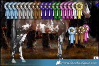 Horse Color:White Spotted Brown Sabino
