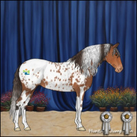 Horse Color:White Spotted Bay Appaloosa 