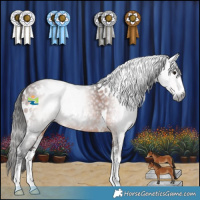 Horse Color:Gray White Spotted Bay Sabino