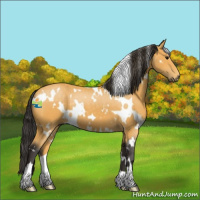 Horse Color:White Spotted Buckskin