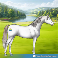 Horse Color:Bay Splash Appaloosa 