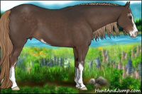 Horse Color:Liver Chestnut Sabino 