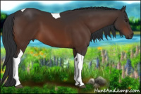 Horse Color:Brown Tobiano 