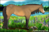 Horse Color:Buckskin 