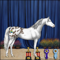 Horse Color:Silver Smoky Black Appaloosa 