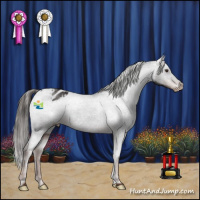 Horse Color:Liver Chestnut Appaloosa