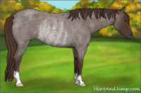 Horse Color:Liver Red Roan Rabicano 