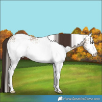 Horse Color:White Spotted Liver Red Dun Roan Rabicano 
