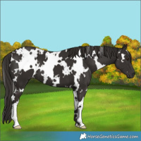 Horse Color:White Spotted Liver Chestnut