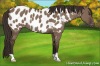Horse Color:Liver Red Dun Appaloosa Rabicano 