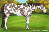 Horse Color:White Spotted Liver Red Dun Appaloosa Rabicano