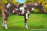 Horse Color:White Spotted Liver Chestnut 