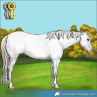 Horse Color:Liver Red Dun Appaloosa Rabicano 