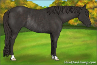 Horse Color:Liver Chestnut Rabicano 