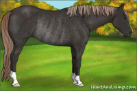Horse Color:Liver Chestnut Rabicano 