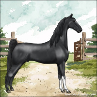 Horse Color:Black 