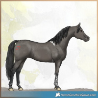 Horse Color:Grullo Tobiano Appaloosa Rabicano 