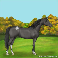 Horse Color:Grullo Roan Appaloosa 