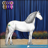Horse Color:Bay Roan Tobiano Appaloosa 