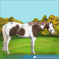 Horse Color:Liver Chestnut Splash Tobiano 
