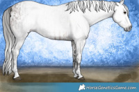 Horse Color:Gray Bay Sabino Rabicano  and Gray Bay Sabino Frame Rabicano 