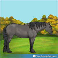 Horse Color:Grullo 