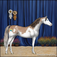 Horse Color:Bay Splash Appaloosa 