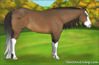 Horse Color:Buckskin Splash 