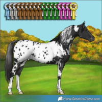 Horse Color:White Spotted Liver Chestnut Appaloosa 