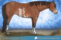 Horse Color:Bay Sabino Rabicano  and Bay Sabino Rabicano 