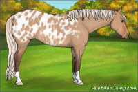 Horse Color:Silver Bay Roan Dun Appaloosa 