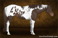 Horse Color:Liver Chestnut Tobiano Appaloosa 