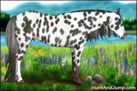 Horse Color:Liver Chestnut Appaloosa