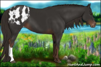 Horse Color:Liver Chestnut Appaloosa