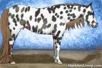 Horse Color:Liver Chestnut Appaloosa 