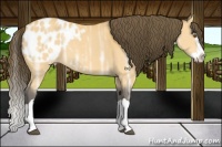 Horse Color:Buckskin Ice Splash Appaloosa