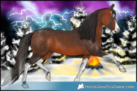 Horse Color:Bay Splash 