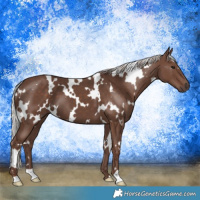 Horse Color:White Spotted Silver Black