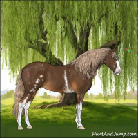 Horse Color:White Spotted Chocolate Palomino Sabino 