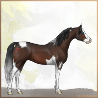 Horse Color:Brown Splash Tobiano 