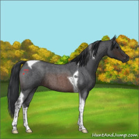 Horse Color:Brown Roan Tobiano 