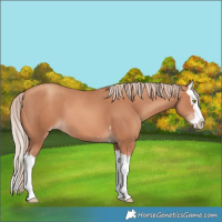 Horse Color:Gold Champagne Splash