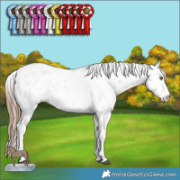 Horse Color:Liver Chestnut Pearl Sabino Varnish 